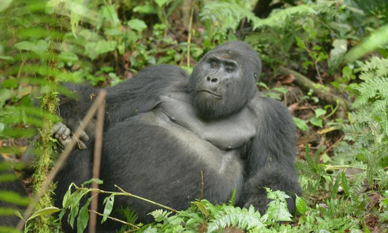 旅行 ウガンダ マウンテンゴリラ ラフィキ