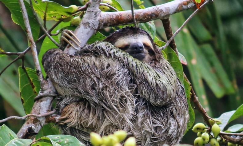 贅沢な旅 パナマ パレンケ島 パナマ海賊