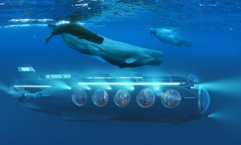 クジラと水中サファリ