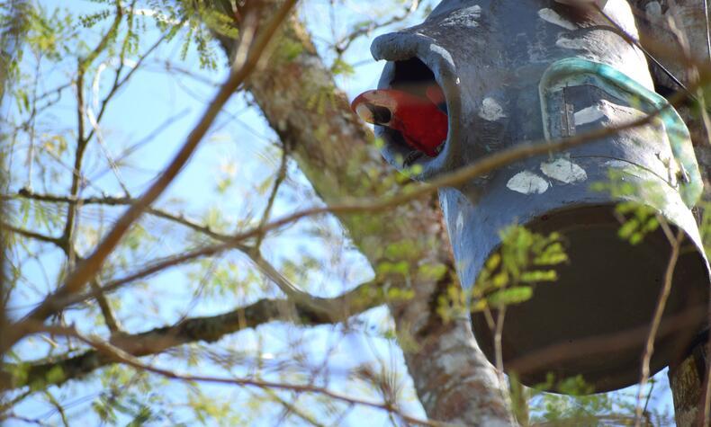 アカコンゴウインコの巣