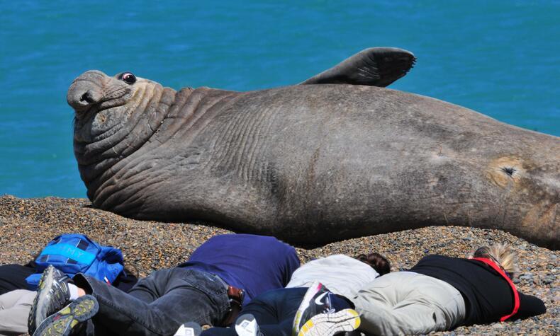 パタゴニアの浜辺で、ミナミゾウアザラシが休んでいる。人間と動物は、何世紀にもわたり、かつて一度も無人だったことのないこの土地を共有してきた。