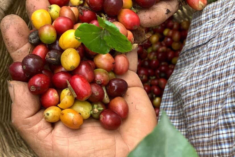 コーヒーはアフリカ原産の植物で、18世紀にイエズス会がコロンビアに持ち込みました。 コロンビア・コーヒー生産地への旅