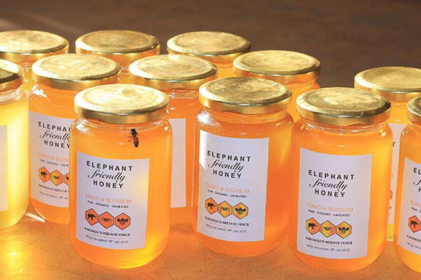 この蜂蜜はツァボで販売されており、サファリキャンプやナイロビの地元の店でも販売されています。 ゾウとミツバチ・プロジェクト