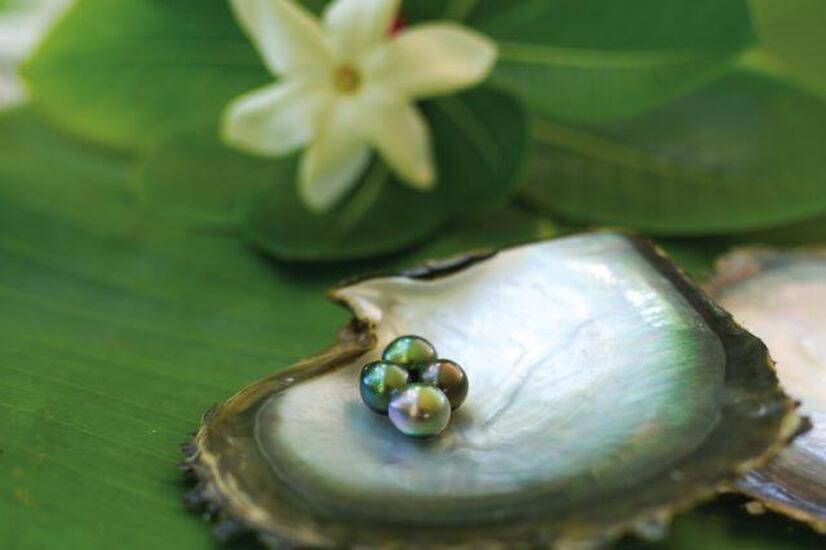 黒真珠は、クロチョウガイ(Pinctada margaririfera)の体内で形成されます。写真:デビッド・カークランド ブラックパール クック諸島