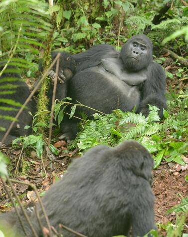 旅行 ウガンダ マウンテンゴリラ ラフィキ
