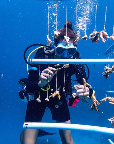 モルディブのサンゴ礁を復元するためにサンゴを養殖する生物学者。 モルディブ・サンゴ礁の島々