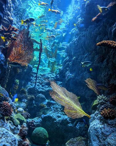 カプ・ジュルカ沖の温かいカリブ海は、シュノーケリングやスキューバダイビングに最適です。写真:シファズ・アブドゥル ラグジュアリー・トラベル アンギラ