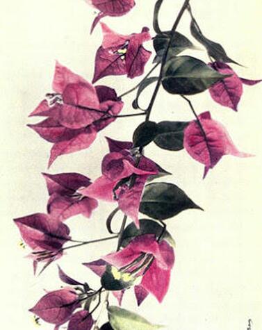 ブーゲンビリア