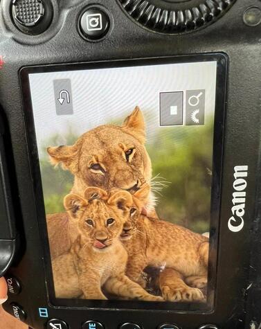 ボツワナのレオナと子グマ。写真提供：Great Plains.