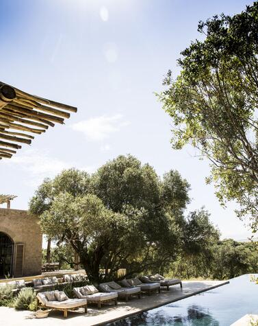 野生のサファリの夢有路樹