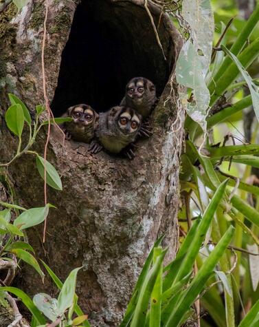 ファウナ・ナポ