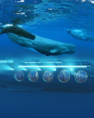 クジラと水中サファリ