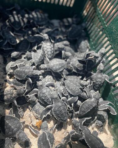 コスタリカ、プラヤ・ブランカのカメ孵化場にて