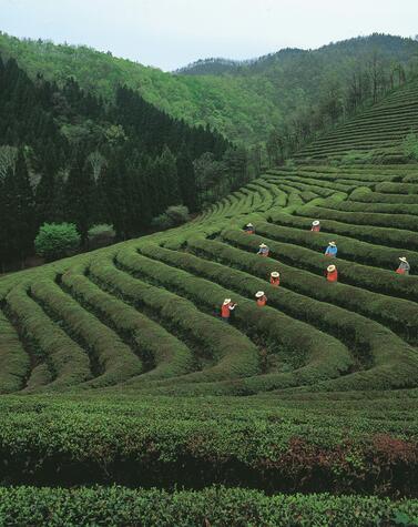 中国、茶と馬の道