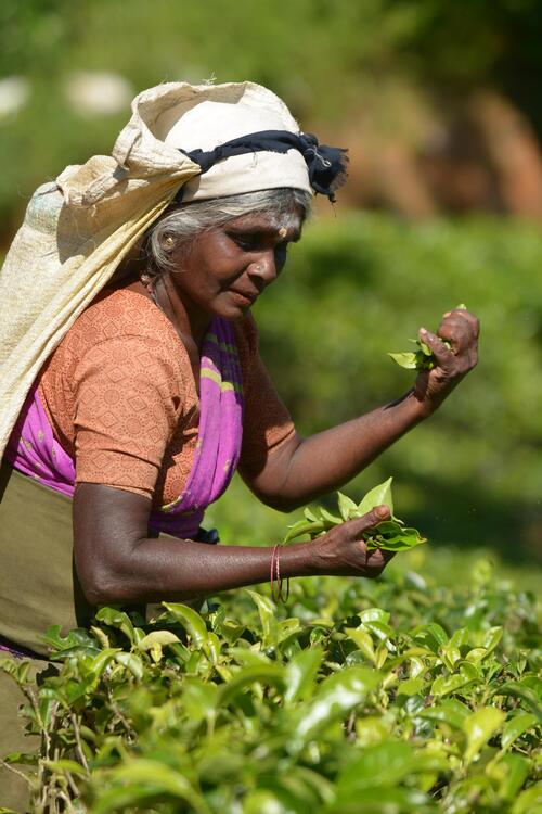 ラグジュアリー・トリップ・スリランカ茶園体験