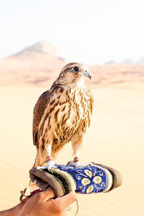 ベドウィンは古代から鷹狩りを行ってきました。 ドバイの砂漠の鷹