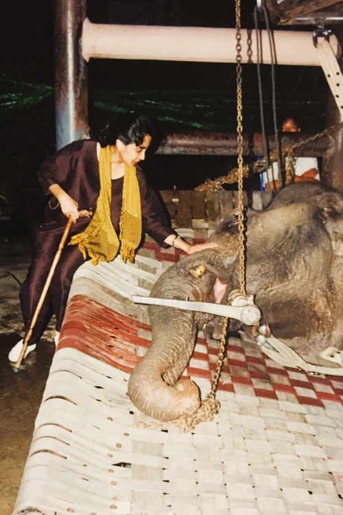 ソライダ・サルワラ象病院 タイ