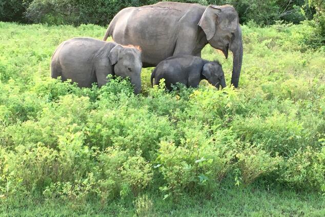 ラグジュアリー・サファリ・トリップ ヤラ・スリランカ ワイルドコースト・テンテッド・ロッジ