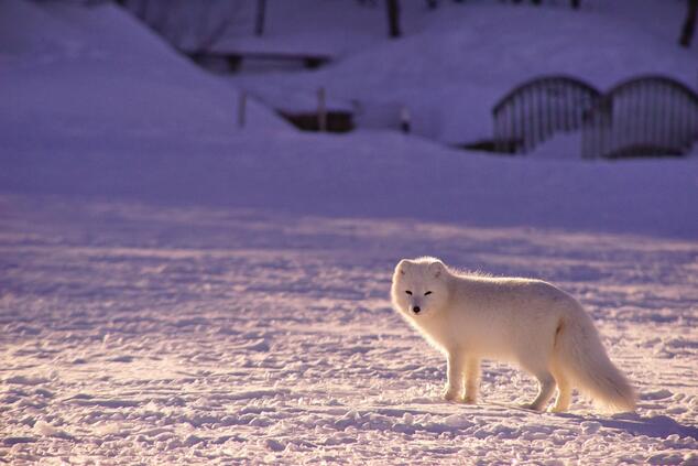 カナダの北極圏に生息するホッキョクギツネ。