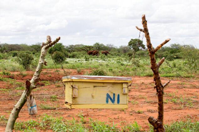 ゾウとミツバチ・プロジェクト