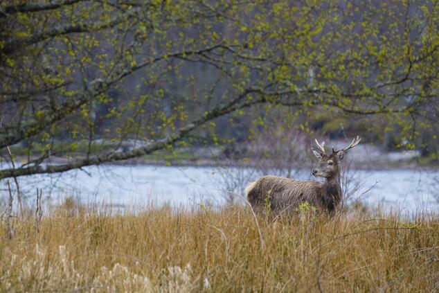 ケアンゴームズ国立公園では鹿をよく見かけます。写真:ベルモンド ケアンゴーム国立公園