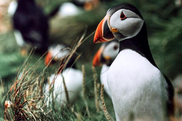 スカイ島を巡る簡単なボートツアーで、ツノメドリのコロニーを見ることができます。写真:ブライアン・ウォーカー