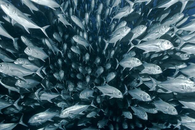 ココナッツ・アイランド・フィッシュ・オファー・ケッター