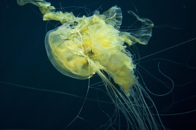 深海クラゲの一種。