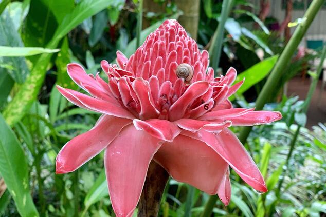 花々が、マウケの庭の島を色鮮やかに彩っています。写真:ダニエル・コラード LUJPクック諸島アイツタキ旅行