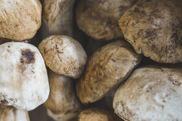 キノコ菌類 ポルチーニ