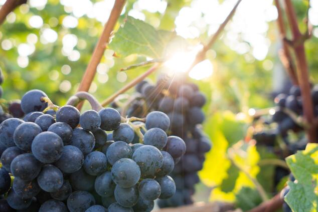 トスカーナのブドウ畑