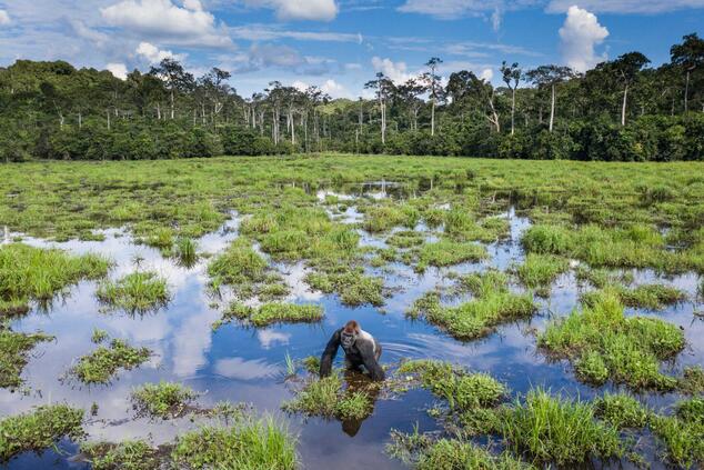 コンゴ共和国にはゴリラ観察に適した自然公園が3つあります。写真:スコット・ラムゼイ ゴリラ・コンゴ・アフリカ