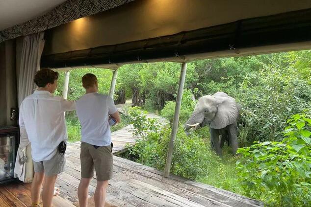 ボツワナにあるこのロッジのように、パチダームが人間にとても近づいてくるところもある。写真：グレートプレーンズ
