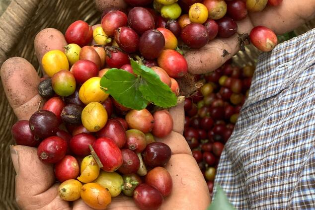 ドン・レオ・コロンビア・コーヒー・ルート