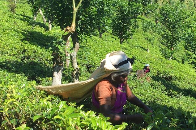 スリランカの茶園。