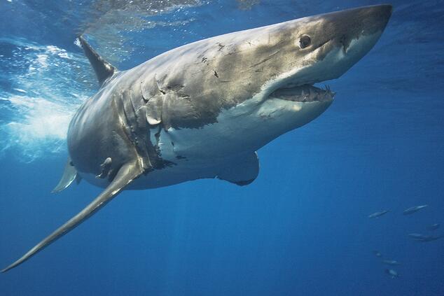 オファー・ケッターが撮影したホホジロザメの標本。