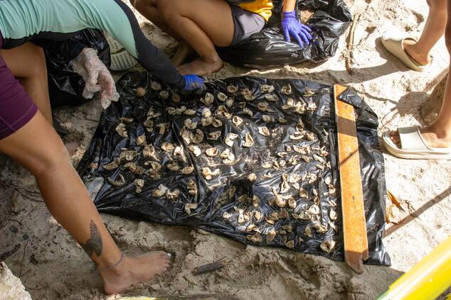 オリーブリドリガメの巣の発掘。コスタリカのオリーブリドリガメ保護