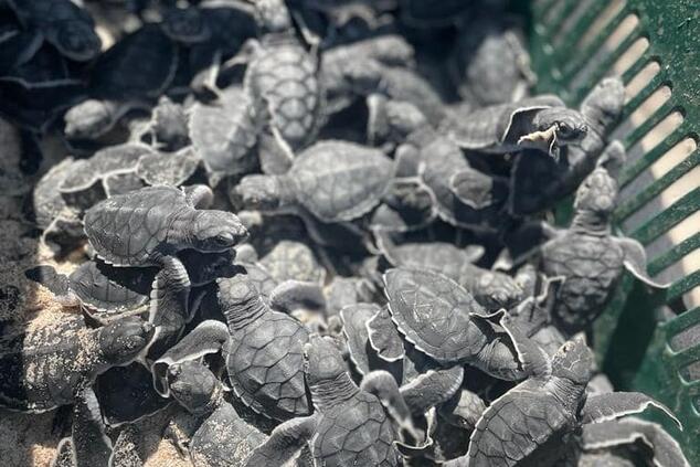 カメの誕生コスタリカの孵化場におけるオリーブの保護