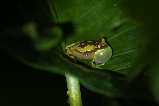 再生池のカエル