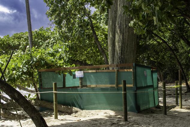 カメの保育園。