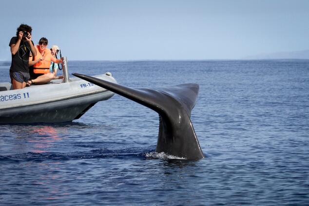 クジラ。写真：Miguel Moniz。