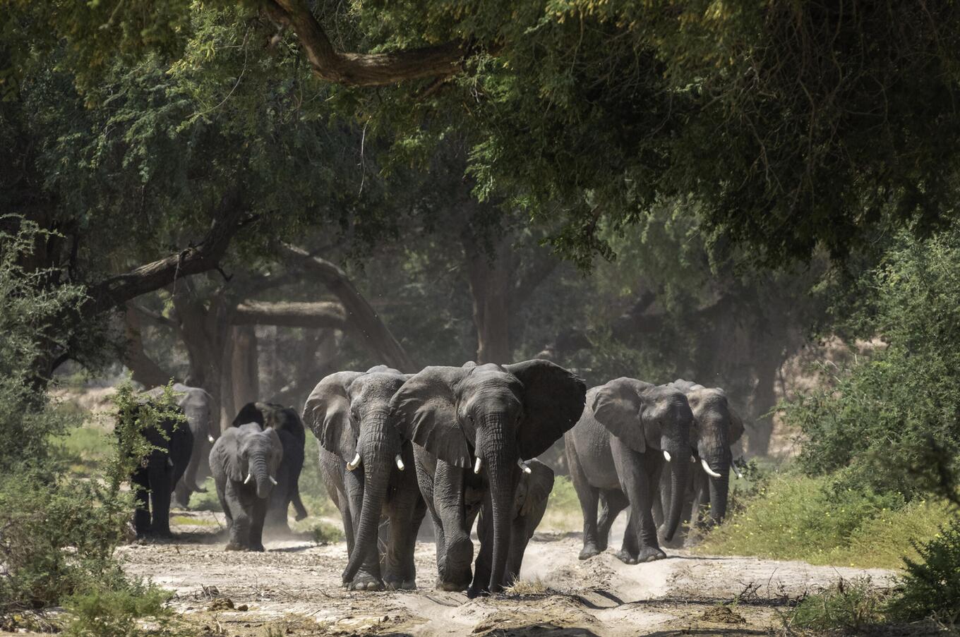 ゾウの大群は、常に最もアクセスしにくい場所で見られます。 豪華な世界一周旅行のプライベートジェット。