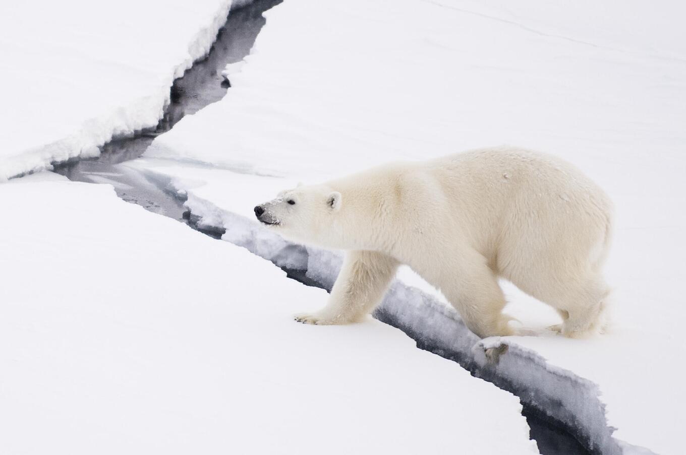 旅行 豪華飛行船 北極 北極 北極 北極熊