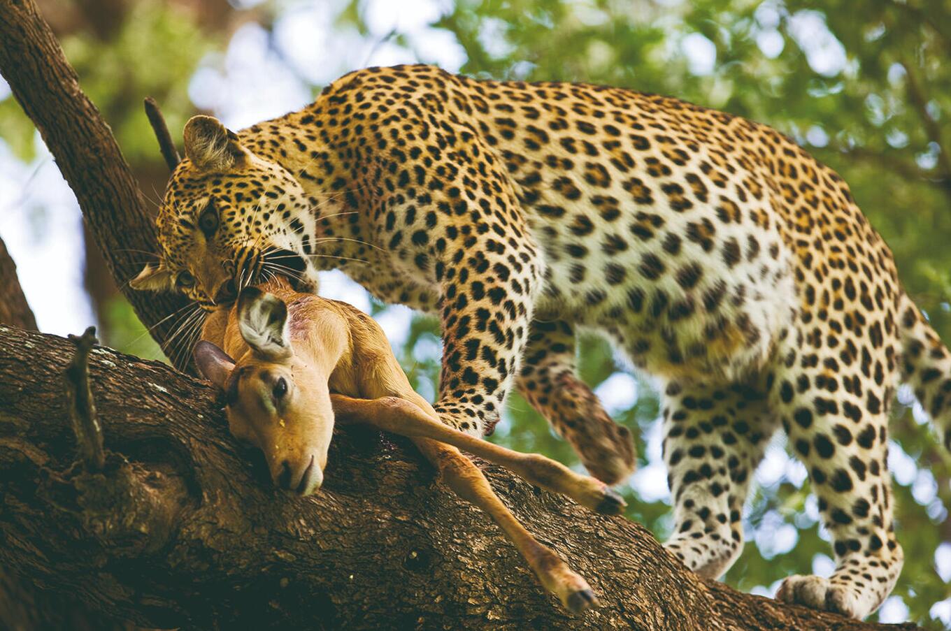 ヒョウのサファリ 贅沢なアフリカ
