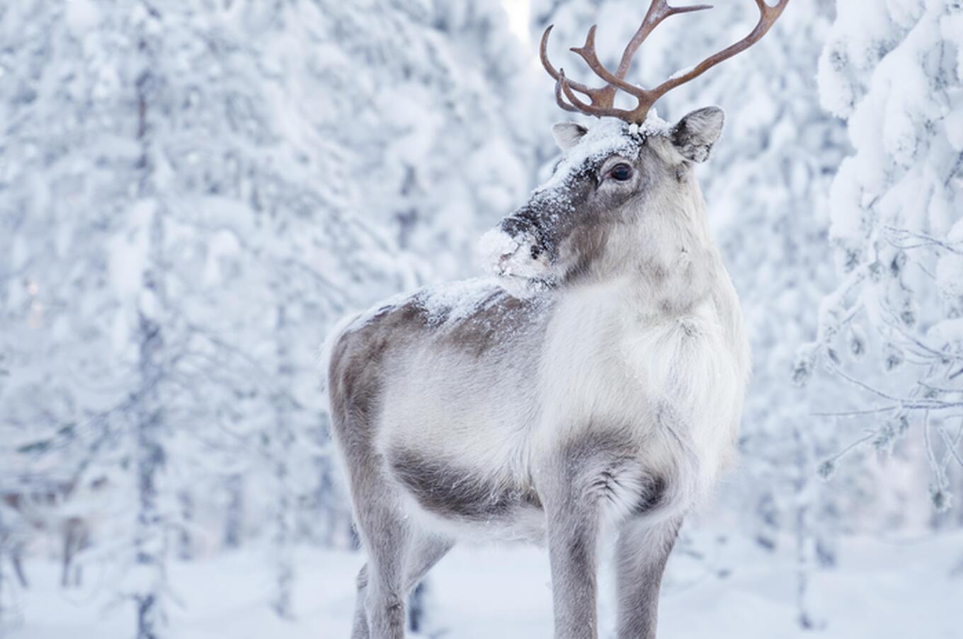 冬、鹿は地衣類や菌類を食べ、角で雪を掃き集めます。写真:オクトラ 豪華オーロラ・ラップランド オクトラの旅