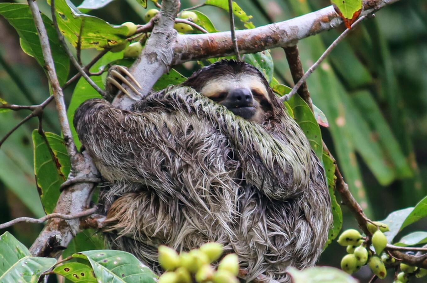 ナマケモノ・パナマ