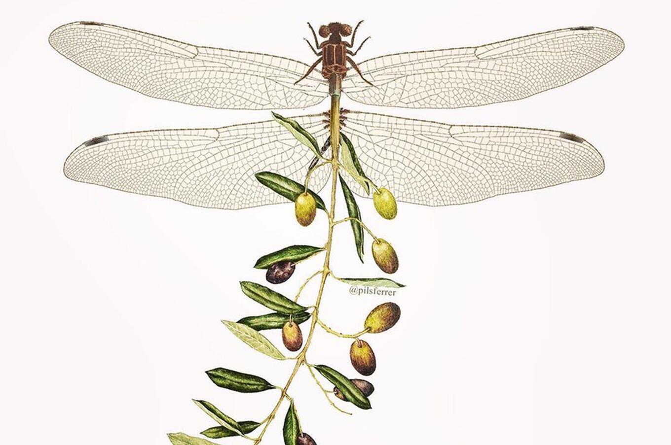 ピルファーラー・イラストレーター・コラージュ