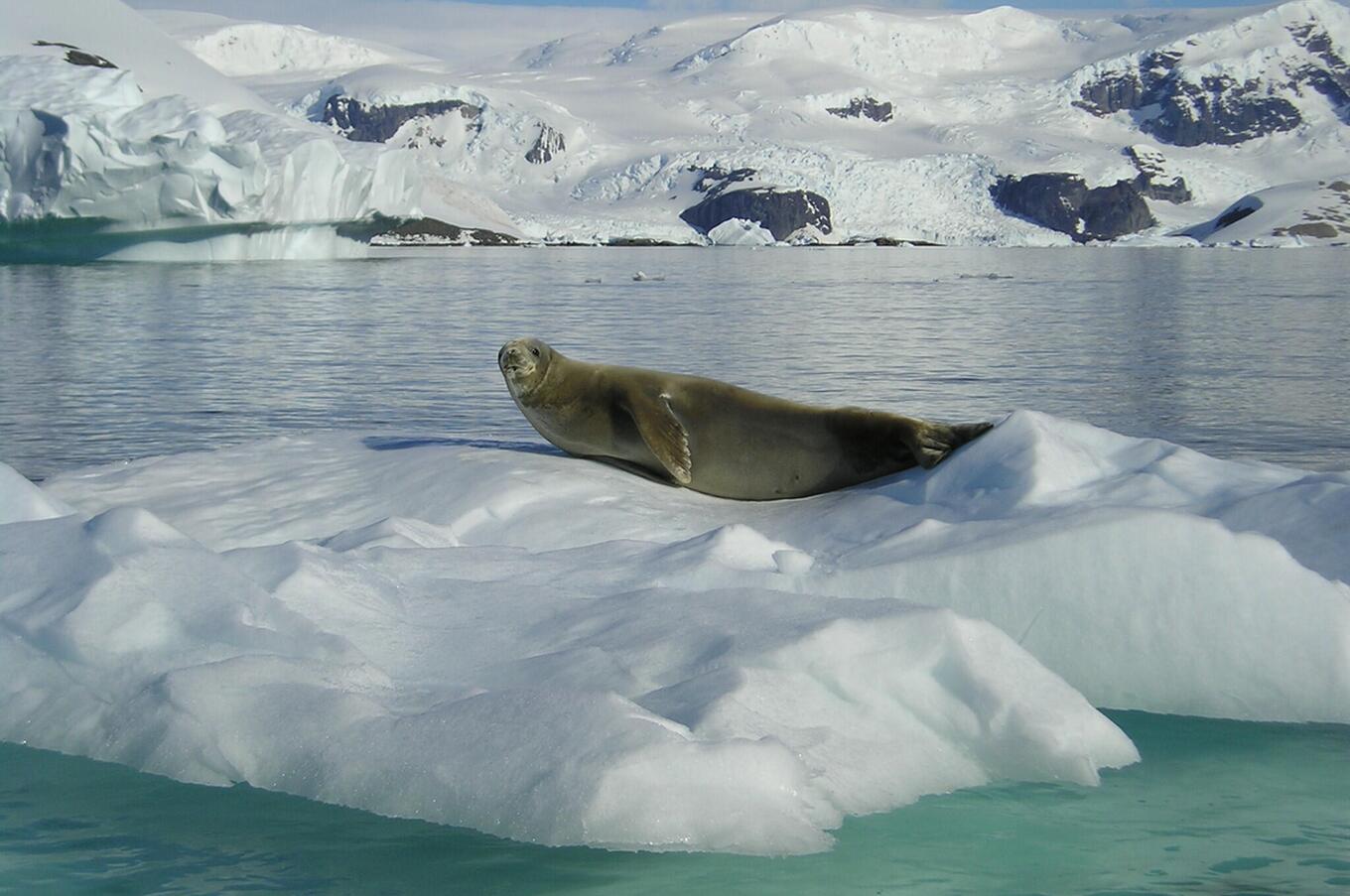 マゼラン・エクスプローラー・エアークルーズ - ラグジュアリー南極クルーズ