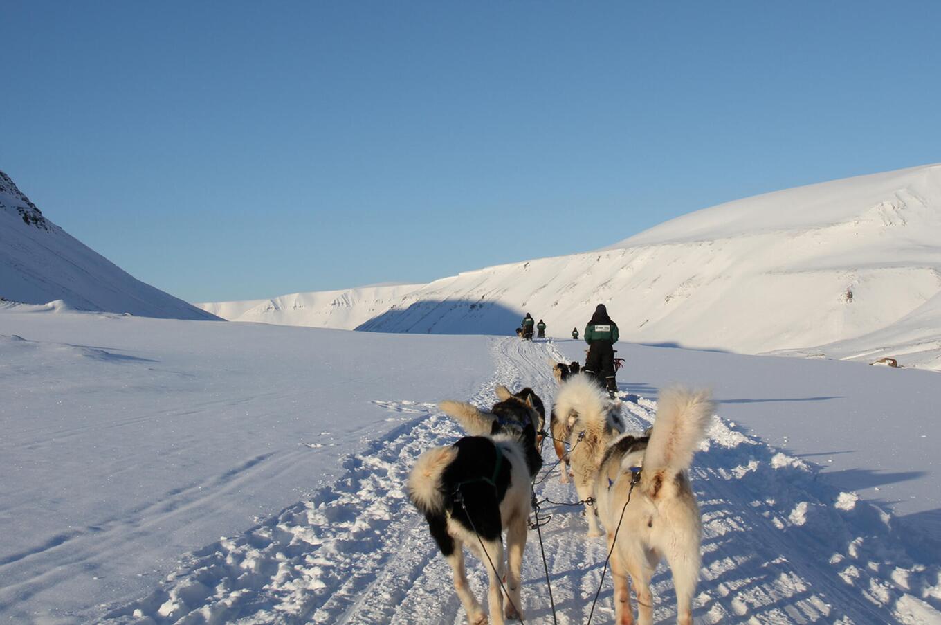 スバールバル旅行そり犬