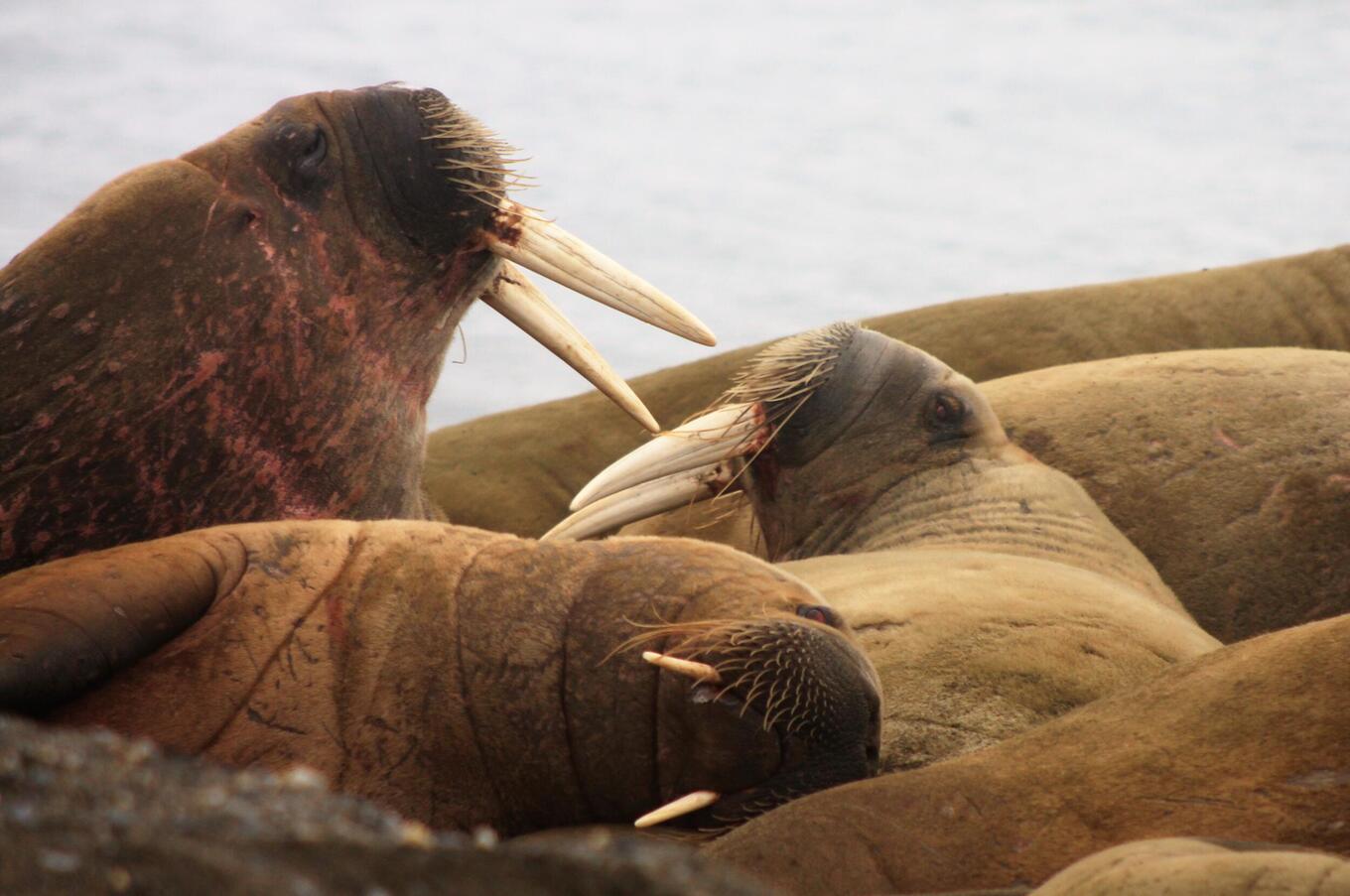 スバールバル・アシカ